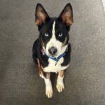 An image of Ace. Ace is a Akita/Terrier, Pit Bull.