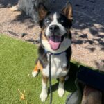 An image of Ace. Ace is a Akita/Terrier, Pit Bull.