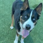 An image of Ace. Ace is a Akita/Terrier, Pit Bull.