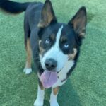 An image of Ace. Ace is a Akita/Terrier, Pit Bull.