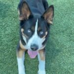 An image of Ace. Ace is a Akita/Terrier, Pit Bull.