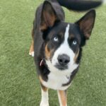 An image of Ace. Ace is a Akita/Terrier, Pit Bull.