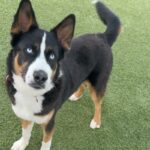 An image of Ace. Ace is a Akita/Terrier, Pit Bull.