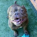 An image of Bartholomew. Bartholomew is a Bulldog, French.