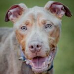 An image of Liam. Liam is a Terrier, Pit Bull/Mixed Breed (Medium).