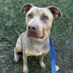 An image of Liam. Liam is a Terrier, Pit Bull/Mixed Breed (Medium).