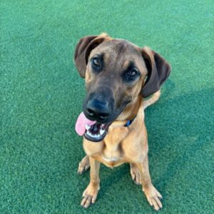 An image of Luigi. Luigi is a Ridgeback, Rhodesian.