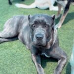 An image of Arrow. Arrow is a Mastiff, Cane Corso.