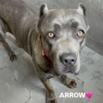 An image of Arrow. Arrow is a Mastiff, Cane Corso.