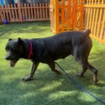 An image of Arrow. Arrow is a Mastiff, Cane Corso.