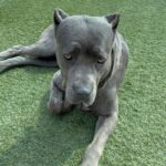 An image of Arrow. Arrow is a Mastiff, Cane Corso.