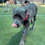 An image of Arrow. Arrow is a Mastiff, Cane Corso.