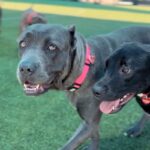An image of Arrow. Arrow is a Mastiff, Cane Corso.