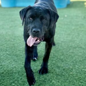 An image of Juniper. Juniper is a Retriever, Black Labrador/Mixed Breed (Large).