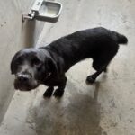 An image of Juniper. Juniper is a Retriever, Black Labrador/Mixed Breed (Large).