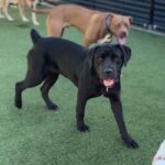 An image of Juniper. Juniper is a Retriever, Black Labrador/Mixed Breed (Large).