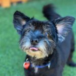 An image of Hammy. Hammy is a Terrier.