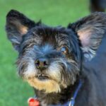 An image of Hammy. Hammy is a Terrier.