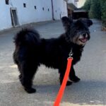 An image of Hammy. Hammy is a Terrier.