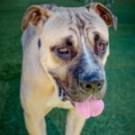 An image of Rufus. Rufus is a Mastiff.