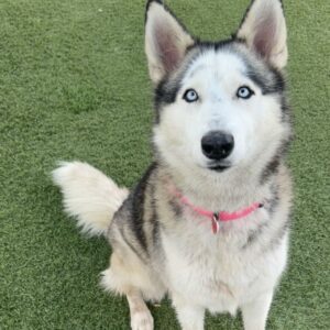 An image of Silvia. Silvia is a Husky, Alaskan/Mixed Breed (Large).