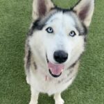 An image of Silvia. Silvia is a Husky, Alaskan/Mixed Breed (Large).