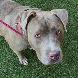 An image of Kayla. Kayla is a Terrier, Pit Bull/Mixed Breed (Large).