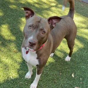 An image of Elvira. Elvira is a Mixed Breed (Medium).