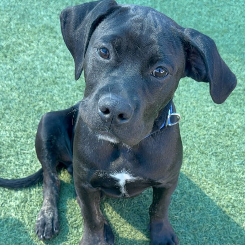 An image of Flynn. Flynn is a Terrier, Pit Bull.