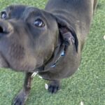 An image of Flynn. Flynn is a Terrier, Pit Bull.