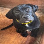 An image of Flynn. Flynn is a Terrier, Pit Bull.