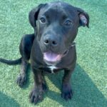 An image of Flynn. Flynn is a Terrier, Pit Bull.