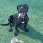 An image of Flynn. Flynn is a Terrier, Pit Bull.