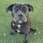 An image of Flynn. Flynn is a Terrier, Pit Bull.