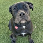 An image of Flynn. Flynn is a Terrier, Pit Bull.