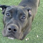 An image of Flynn. Flynn is a Terrier, Pit Bull.