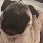 An image of Minnie Mouse. Minnie Mouse is a Pug/None.