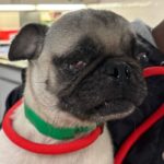 An image of Minnie Mouse. Minnie Mouse is a Pug/None.