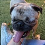 An image of Minnie Mouse. Minnie Mouse is a Pug.