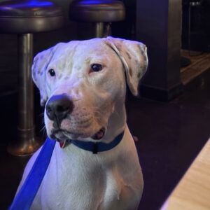 An image of Ghost. Ghost is a Terrier, Pit Bull.