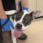 An image of Jolly. Jolly is a Terrier, Pit Bull.