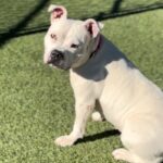 An image of Ivory. Ivory is a Terrier, Pit Bull.
