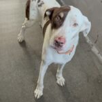 An image of Zion. Zion is a Cattle Dog, Australian (Red Heeler)/Mixed Breed (Large).