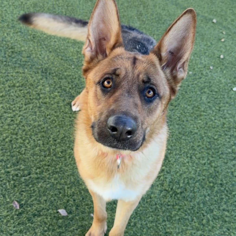 An image of Judy. Judy is a Shepherd, German.