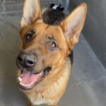 An image of Judy. Judy is a Shepherd, German.