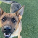 An image of Judy. Judy is a Shepherd, German.