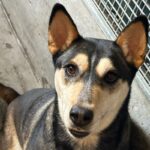 An image of Daisy. Daisy is a Shepherd.