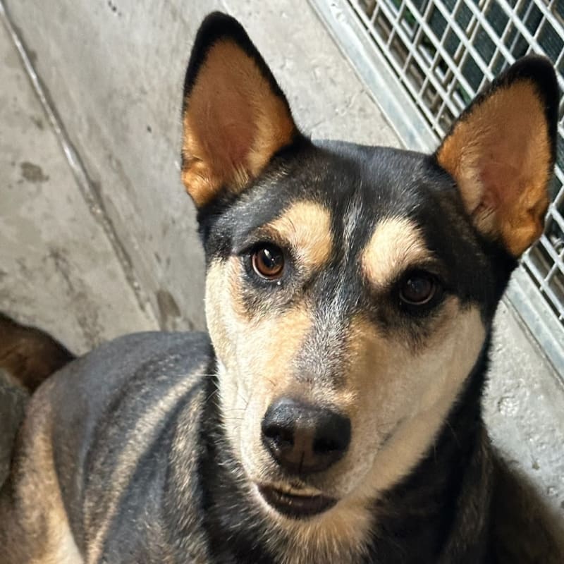 An image of Daisy. Daisy is a Shepherd.