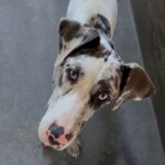 An image of Jezebel. Jezebel is a Great Dane.