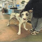 An image of Jezebel. Jezebel is a Great Dane.